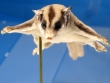 bodenlos Ausstellung Naturkundemuseum Karlsruhe