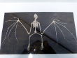 bodenlos im Naturkundemuseum Karlsruhe